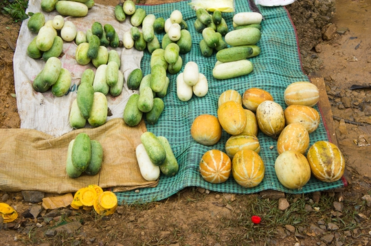 Còn nếu như muốn mua thêm chút quà về nhà, du khách có thể lựa chọn những trái dưa Lào mập mạp....