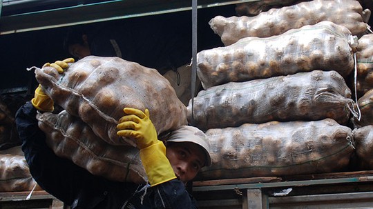 Khoai tây Trung Quốc nhập về chợ nông sản Đà Lạt để mông má thành khoai Đà Lạt - Ảnh: Mai Vinh