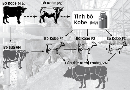 Quy trình lai tạo giống bò Kobe tại trang trại Công ty bò Kobe VN - Nguồn: Công ty bò Kobe VN - Ảnh: Trần Mạnh - Đồ họa: V.Cường