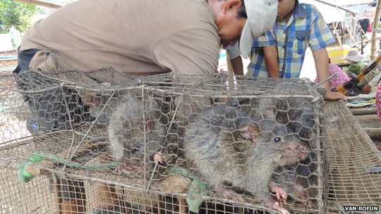 Chuột đồng được nông dân Campuchia nhốt chuột trong lồng để đem bán. Ảnh: BBC