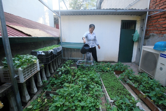 Ngoài phần vườn có mái che, ông Thư còn có thêm một phần mái nhà để trồng các loại ít bị chuột cắn như rau lang, mùi tàu.