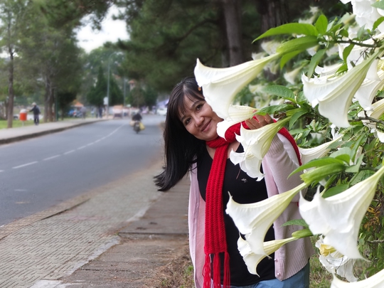 Hoa lồng đèn nhuộm trắng một đoạn đường quanh bờ hồ Xuân Hương