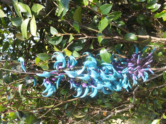 Cũng được trồng dọc theo hàng rào, hoa móng cọp xanh lại ấn tượng bằng những cánh hoa nhọn hoắc, màu sắc huyền bí
