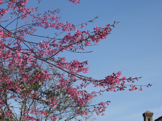 Xuân về, hoa đào đang nhuộm hồng bầu trời Đà Lạt