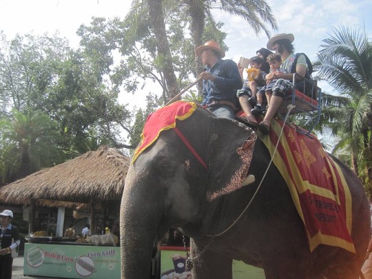 Cô bé cậu bé nào cũng muốn được chú voi nhấc bổng đặt lên lưng đưa đi dạo một vòng