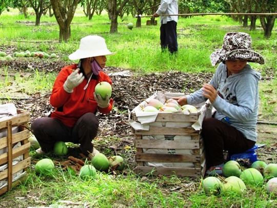 Khánh Hòa có diện tích xoài Úc nhiều nhất cả nước, với trên 800ha