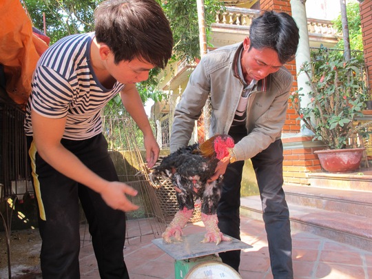 Giá gà thịt bán buôn ngay tại xã Đông Tảo là 300-400 ngàn đồng/kg, tuy nhiên với những con gà có dáng đẹp, chân to khủng thì có giá hàng chục triệu đồng.