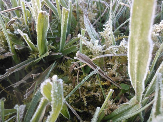 Sương muối rơi dày đặc phủ kín cây trồng ở Sa Pa đêm 17 và rạng sáng 18-12