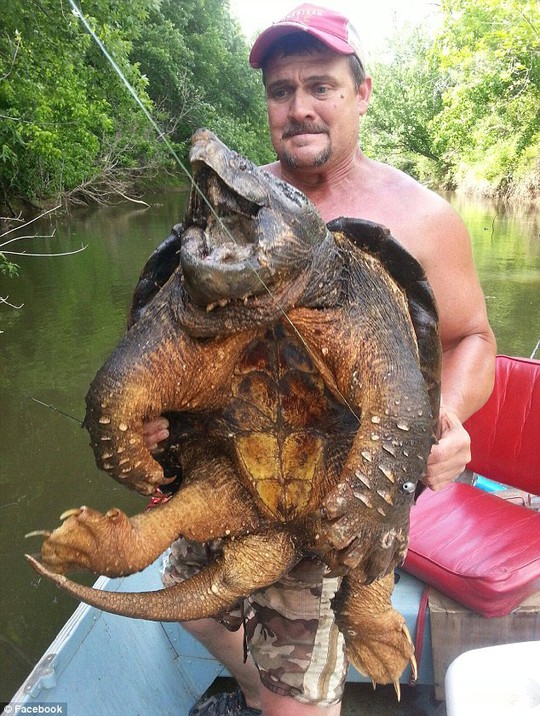 Ông Harrell và con rùa cá sấu lạ
