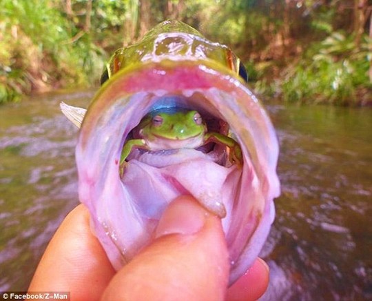 Bức ảnh thú vị về con ếch sống trong họng cá