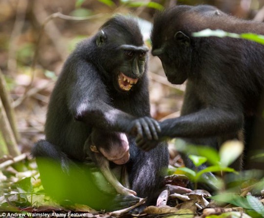 Khỉ mẹ: Hãy ngắm nhìn tình mẫu tử đáng kinh ngạc giữa loài khỉ. Chúng ta có thể học hỏi rất nhiều từ sự yêu thương và chăm sóc của các bà mẹ khỉ cho con của mình.