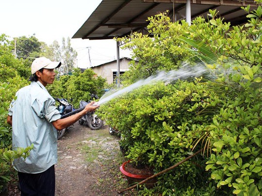 Cây thần kỳ giúp hộ nông dân ở huyện Hóc Môn thu nhập hàng trăm triệu đồng mỗi năm