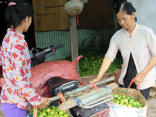 Nhiều chủ vườn chanh ĐBSCL đang đứng trước nguy cơ thua lỗ