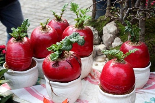 Củ cải đỏ trồng làm cảnh không chỉ được khách Việt Nam mà cả khách du lịch nước ngoài đều yêu thích. Ảnh chụp dưới ống kính của David Joiner, du khách Mỹ tại Hà Nội.