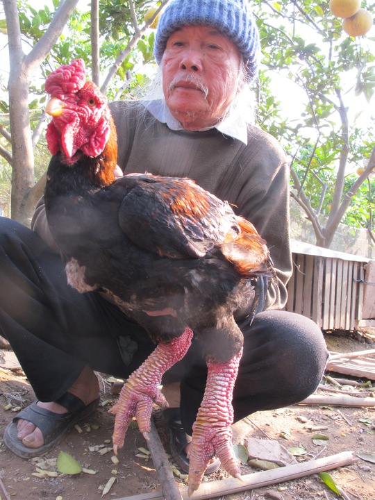 Cụ Lê Kế Kết ở xóm Cao Nền, thôn Đông Tảo Đông bên con gà Đông Tảo thuần chủng