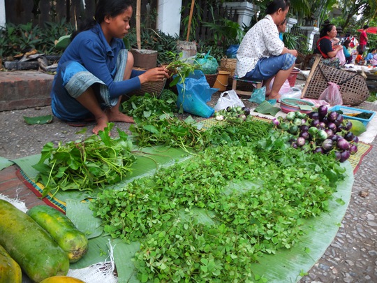 Rau bợ