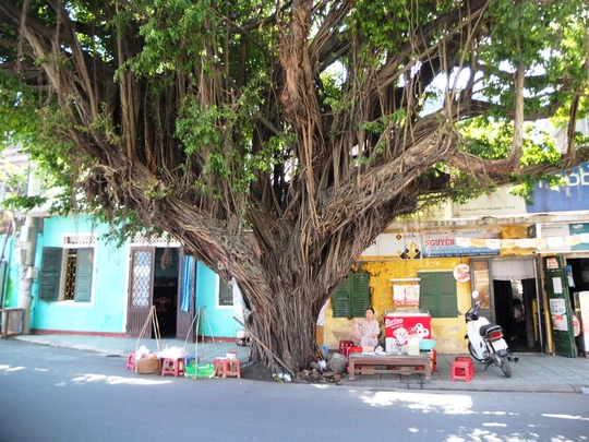 Hàng cơm hến, bánh mì đơn sơ dưới gốc đa già