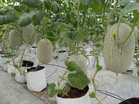 Dưa lưới được trồng theo mô hình nông nghiệp công nghệ cao ở Công ty Vuông Tròn.