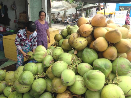 Trời nóng, dừa tươi hút hàng