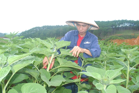 Hoa hướng dương chuẩn bị cho thu hoạch tại huyện Lạc Dương