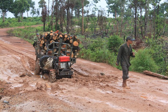 Rất dễ bắt gặp các xe công nông chở gỗ lậu trên các cánh rừng ở huyện Ea Súp