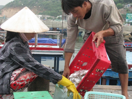 Chợ cá buổi sớm mai. Cá này chỉ mua cho tôm hùm ăn