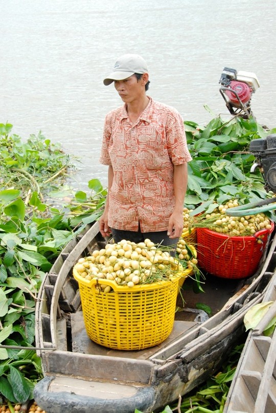 Anh Thanh lý giải, giá bán dâu 1.500 đồng, trong khi thuê người hái phải trả 200.000 đồng/ngày, tương đương 140 kg dâu, chưa kể chi phí vận chuyển từ vườn ra vựa.