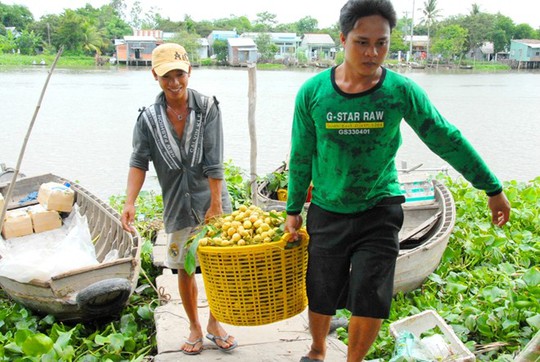 Thương lái Trần Hoàng Tuấn ở Hậu Giang cho biết trung bình một ngày anh thu mua khoảng 40 tấn dâu các loại để giao lại cho các vựa vớn ở TP HCM và miền Bắc, còn dâu bòn bon không bán được nên cũng không thu mua của nhà vườn.