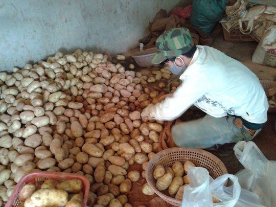 Cảnh nhân viên ray, trộn đất biến khoai tây Trung Quốc thành Đà Lạt diễn ra tại chợ, ngay trước mặt khách.