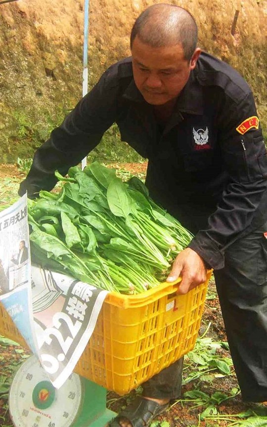 Ông Nguyễn Văn Thi bên nông trại bó xôi đang cho thu hoạch.