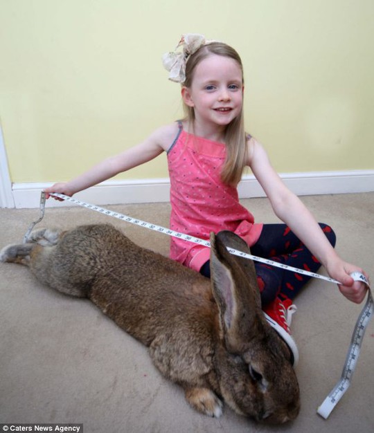 Thỏ khổng lồ dài bằng em bé 6 tuổi