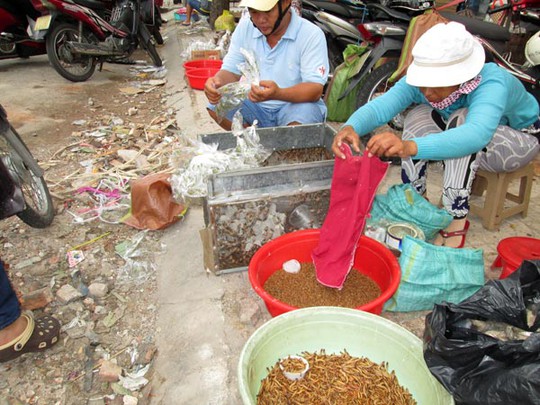 Sâu superworm đang được bán tại “chợ chim” Tân Hưng – Thuận Kiều (quận 5, TP HCM). Ảnh: NGỌC ÁNH
