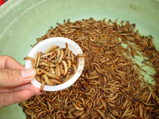 Cận cảnh loại sâu gạo superworm đang được bày bán. Ảnh: NGỌC ÁNH