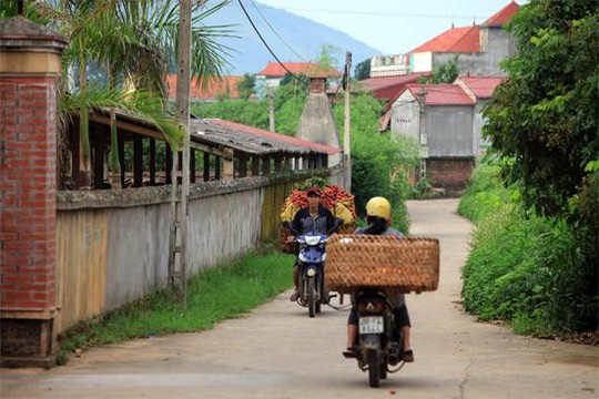 Khắp đường làng ngõ xóm người dân hối hả chở vải đi tiêu thụ