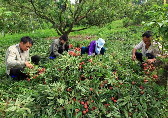 Các công đoạn sơ chế tại vườn như tước lá, chặt bớt cành và bó cũng cần rất nhiều nhân công