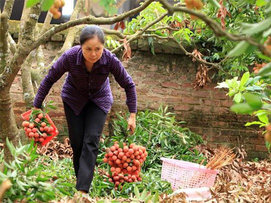 Những gia đình ít gốc vải thì tận dụng mọi nhân lực có thể để thu hái cho kịp buổi chợ. Người xách...