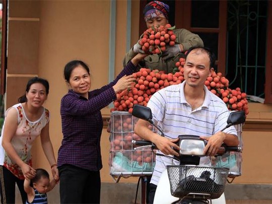 Cả nhà cùng góp sức cho một mùa vải bội thu