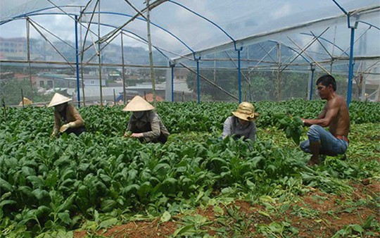 Thu hoạch bó xôi ở nông trại gia đình ông Nguyễn Văn Thi.