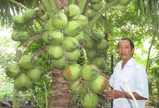 Dừa dứa có trái giống dừa Xiêm nhưng nước có mùi thơm lá dứa và vị ngọt thanh