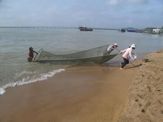 Vớt cá thài bai ở cửa biển Đà Diễn (sông Ba, Phú Yên)