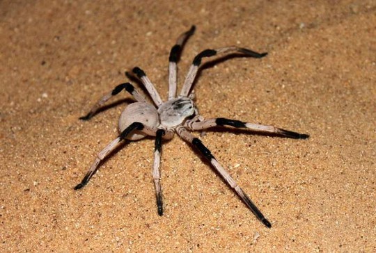 Những loài nhện khổng lồ nhất hành tinh - 1
