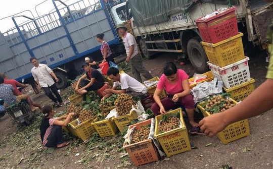 Nhãn lồng Hưng Yên, nhãn Trung Quốc, nhãn Sơn La, nhãn Thái, quảng cáo, gán mác, hàng rong, đặc sản, nhãn-lồng-Hưng-Yên, nhãn-Trung-Quốc, nhãn-Sơn-La, nhãn-Thái, quảng-cáo, gán-mác, hàng-rong, đặc-sản