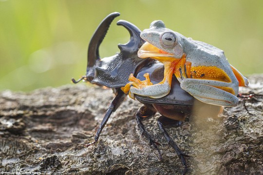 The frog, a Reinwardts Flying Frog, is native to Indonesia, Malaysia and Thailand, and is classed as a near threatened species