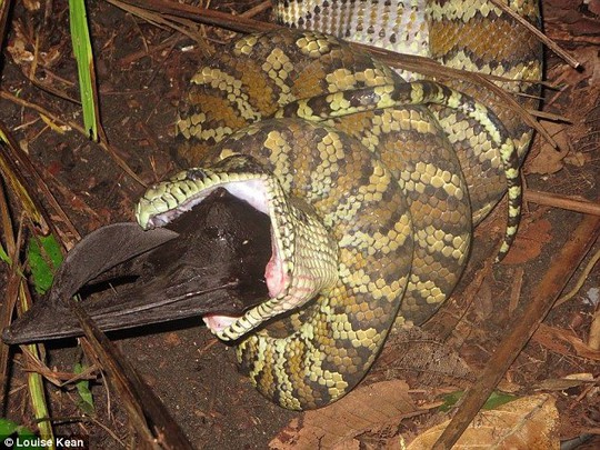 Louise Kean spotted the carpet python devouring the black flying fox whole in a Darwin nature park