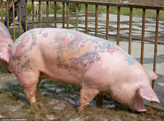 Spoiled: Belgiam artist Wim Delvoye moved to China in 2004 and set up an art farm tattooing his creations onto living pigs