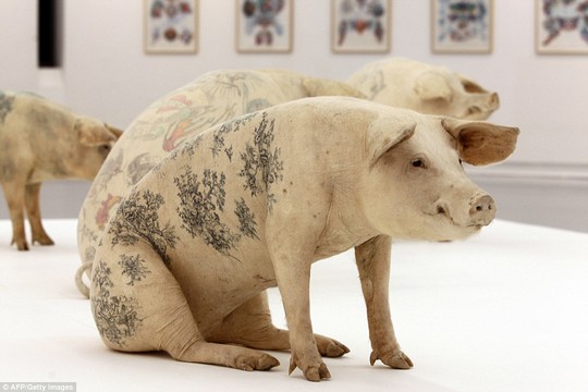 Le Cochon: Some of the tattooed pigs are pictured at an exhibition at the Museum of Modern and Contemporary Art of Nice in France in 2010