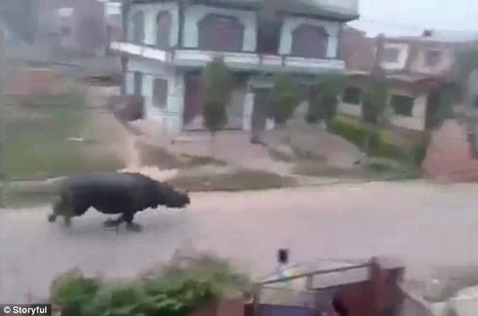 Footage from the town shows residents watching in horror as the 1400kg rhino hurtled down their street after a motorbike