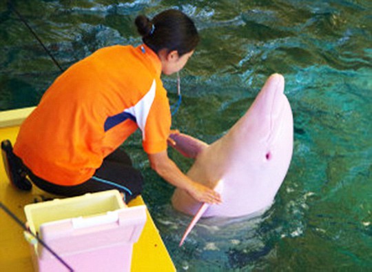 While bottlenose dolphins are typically grey, the mammal is completely white– apart from the quirky tendency to turn pink when its feeling emotional