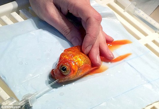 Monty was able to survive so long above water because oxygenated water was flushed through his gills