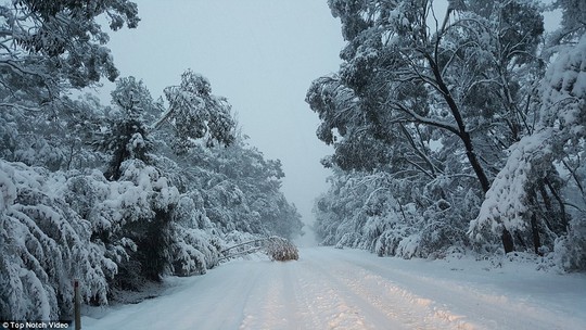 Residents across Queensland, New South Wales and Victoria will rise to find a thick blanket of snow has fallen along the eastern coast after reaching sub-zero temperatures overnight 